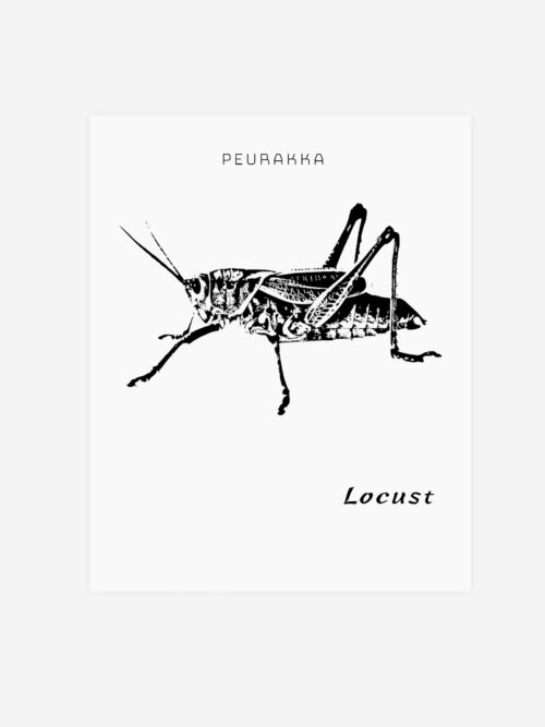 Locust