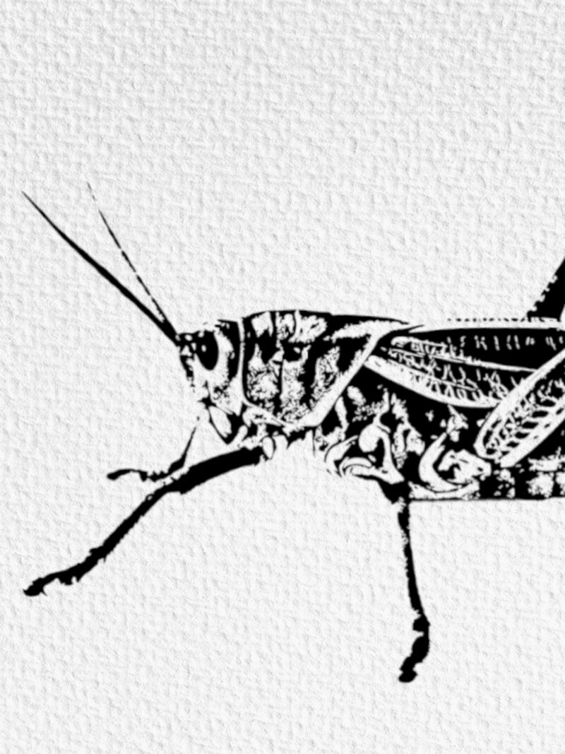 Locust