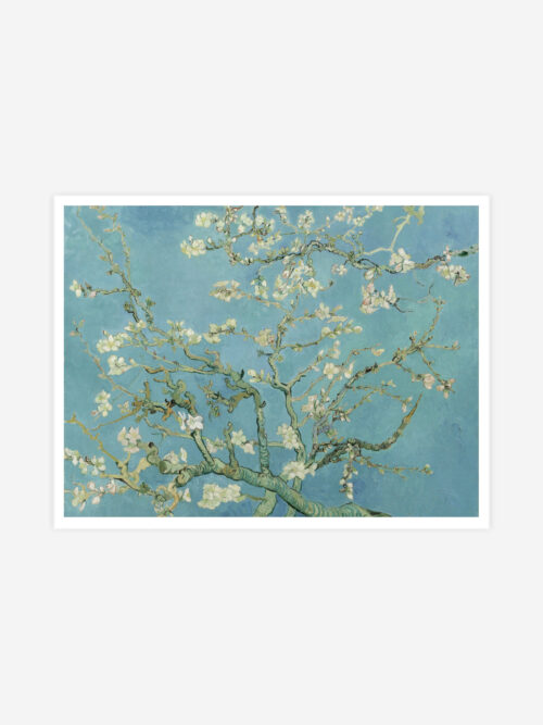 Almond Blossom